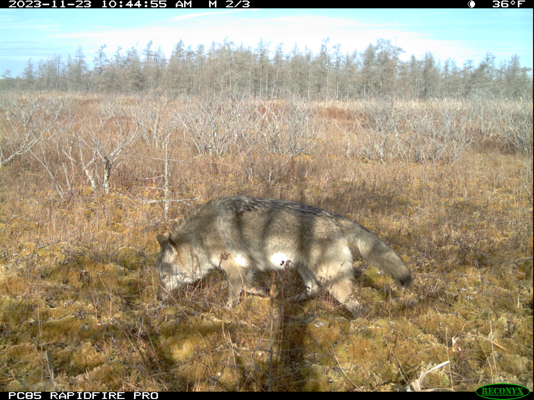 A wolf walking in a prairie during the day